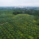 eu-parliament-outlaws-products-linked-to-deforestation