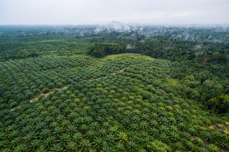 eu-parliament-outlaws-products-linked-to-deforestation