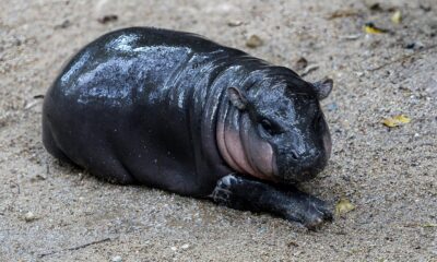 moo-deng:-meet-the-baby-pygmy-hippo-who-has-become-a-viral-sensation