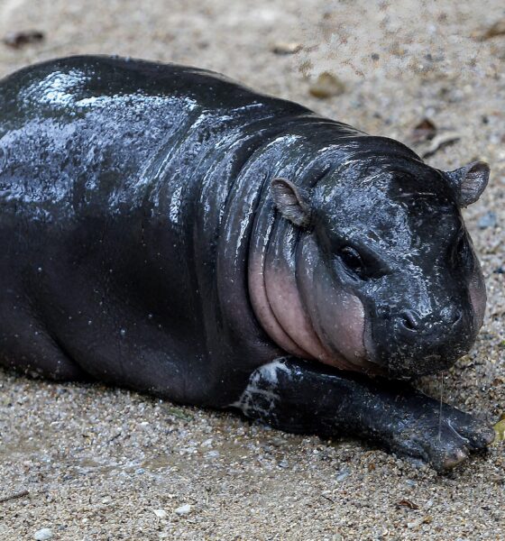 moo-deng:-meet-the-baby-pygmy-hippo-who-has-become-a-viral-sensation