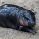 moo-deng:-meet-the-baby-pygmy-hippo-who-has-become-a-viral-sensation