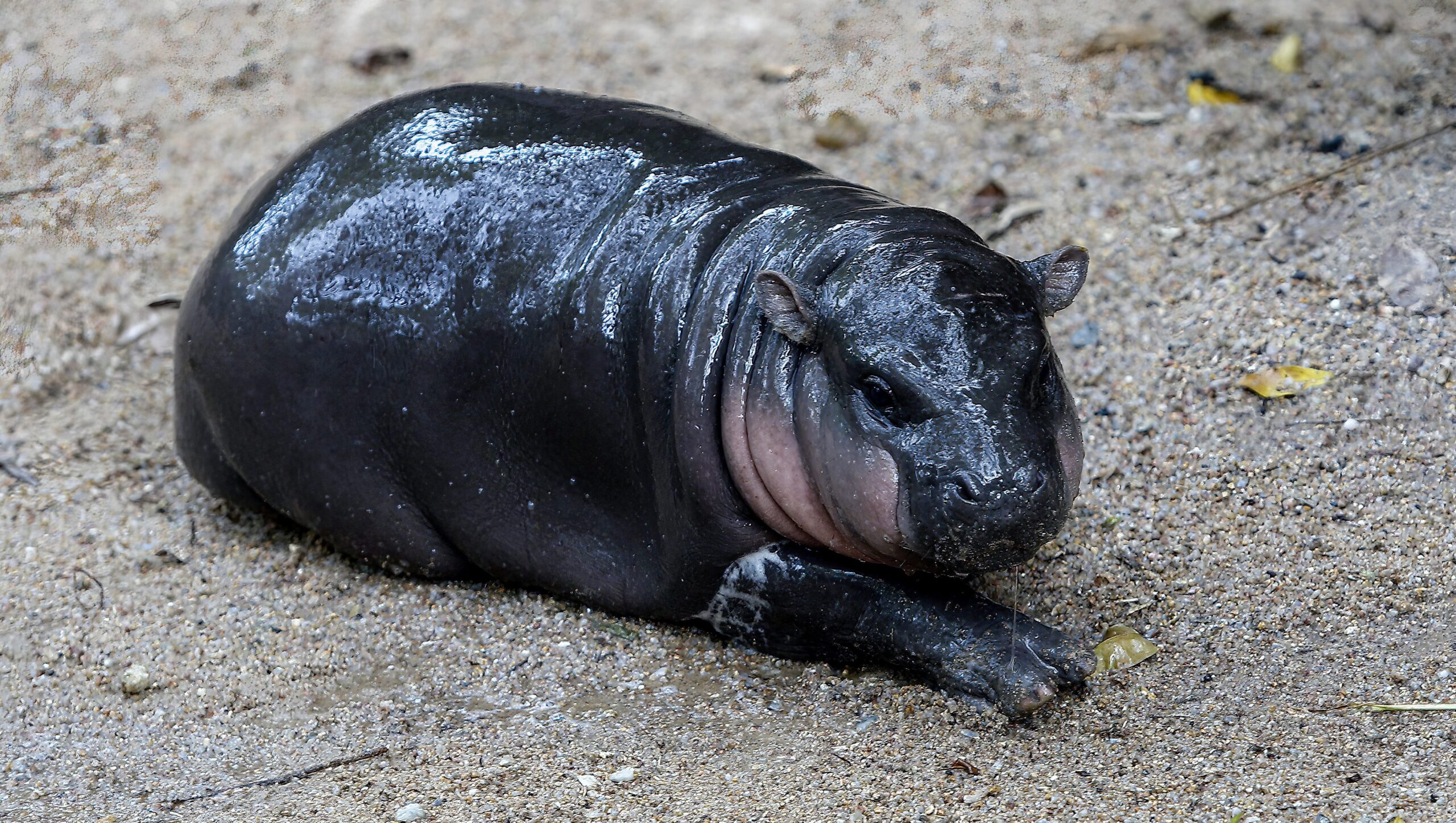 moo-deng:-meet-the-baby-pygmy-hippo-who-has-become-a-viral-sensation