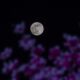 when-is-the-last-supermoon-of-2024?-everything-about-beaver-moon