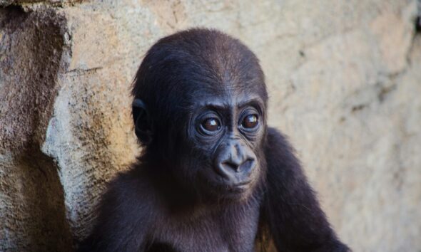 baby-gorilla-found-at-airport-recovers,-even-gains-weight-in-istanbul