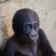 baby-gorilla-found-at-airport-recovers,-even-gains-weight-in-istanbul