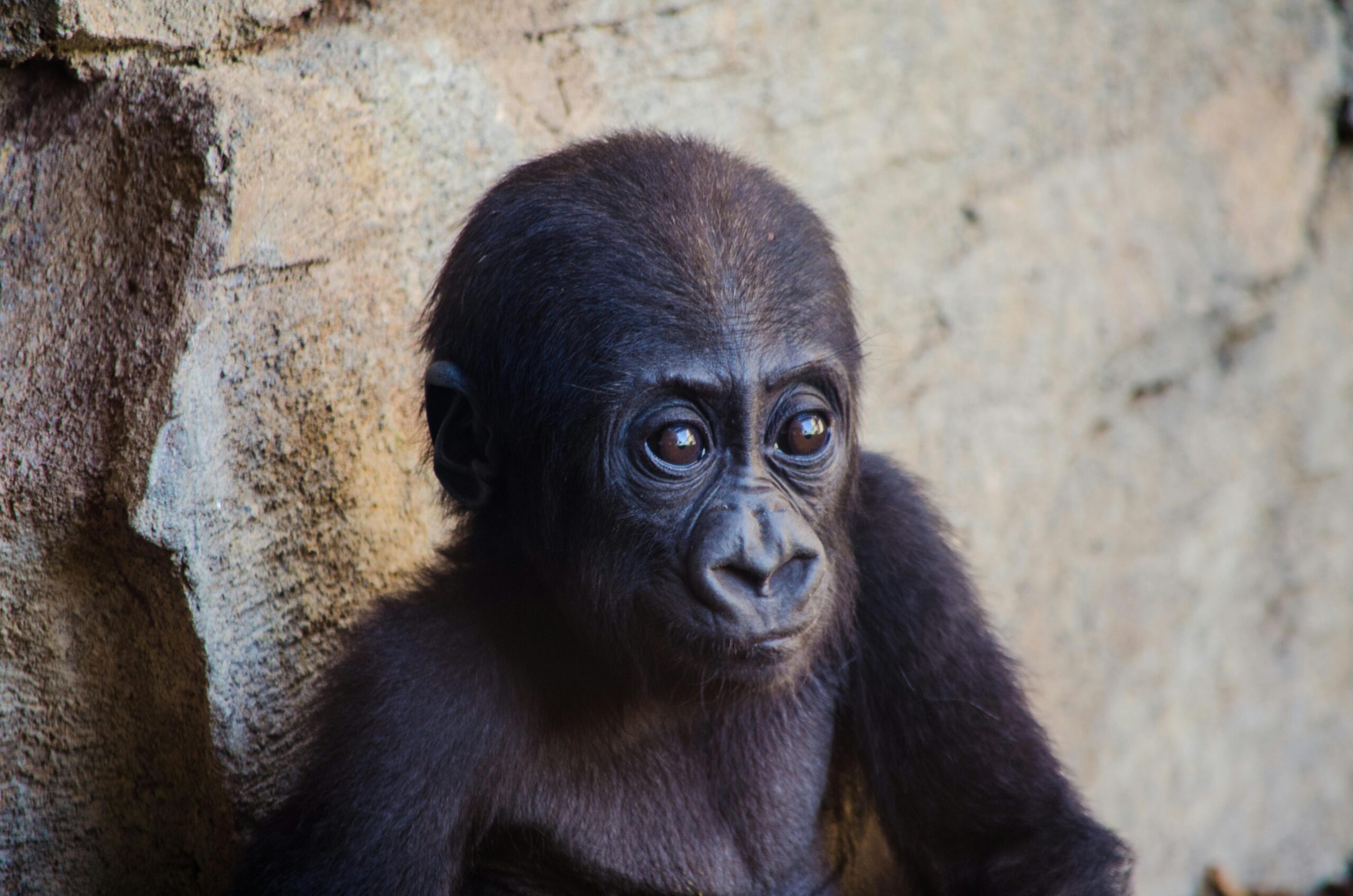 baby-gorilla-found-at-airport-recovers,-even-gains-weight-in-istanbul