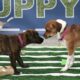 how-to-watch-puppy-bowl-2025:-where-to-stream-the-adorable-action