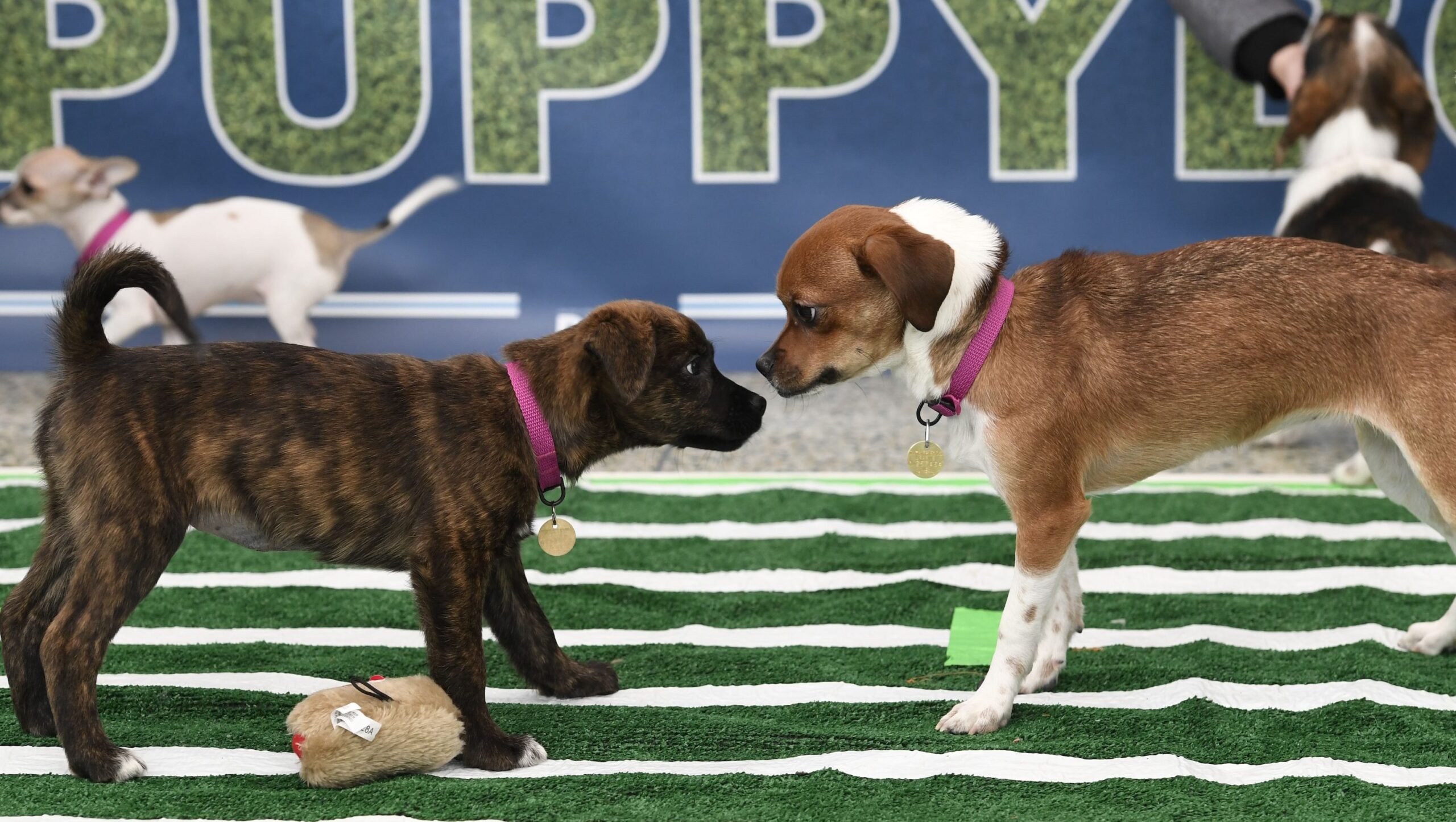 how-to-watch-puppy-bowl-2025:-where-to-stream-the-adorable-action