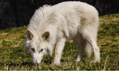 what-are-dire-wolves?-inside-colossal-biosciences’-de-extinction-of-the-dire-wolf