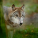 eu-changes-protection-status-of-wolves-in-europe