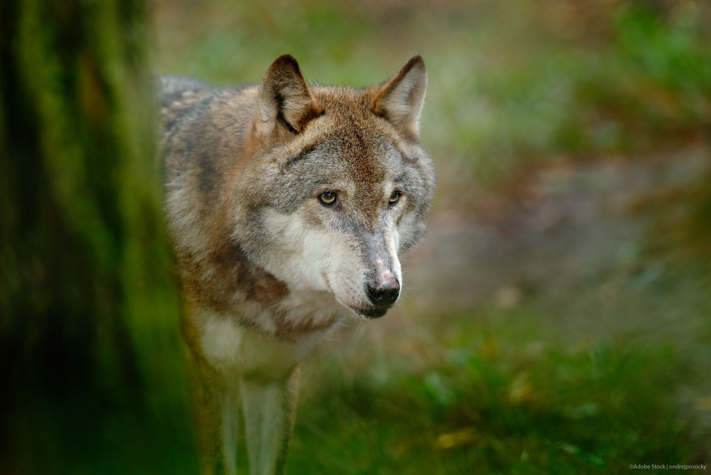 eu-changes-protection-status-of-wolves-in-europe